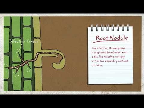 Root nodule formation