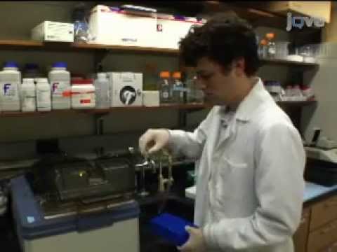 RNA Isolation and cDNA Synthesis