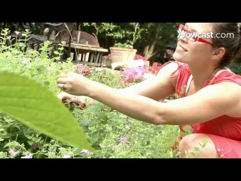 How to Plant an Herbal Tea Garden