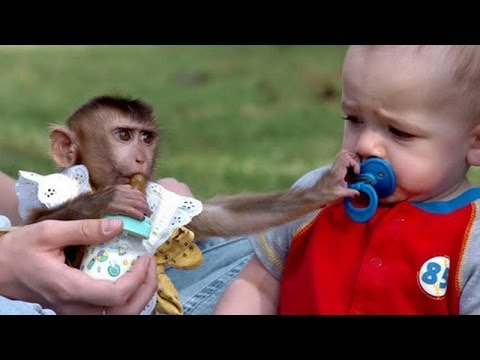 Funny annoying monkeys - Cute and funny monkey compilation