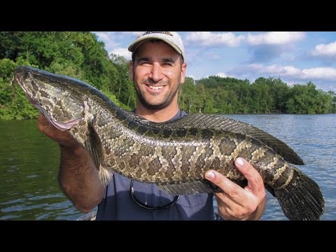 POTOMAC RIVER SNAKEHEAD (MY FIRST!!!)