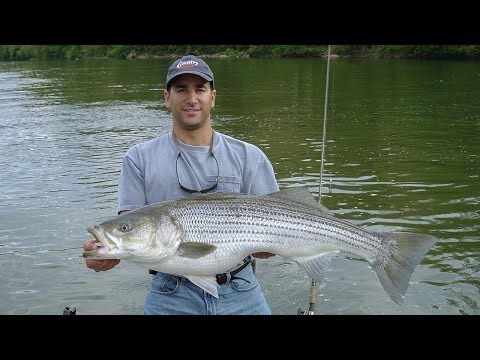 Fishing for Stripers on the Upper Tidal Potomac River (FULL VIDEO!)