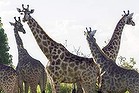 Giraffe at Chobe.