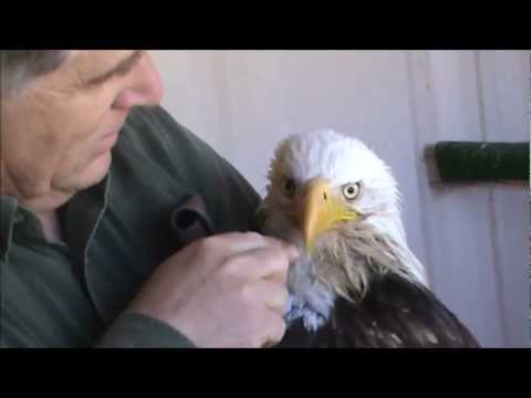 Feeding critically ill Bald Eagle March 26 2013