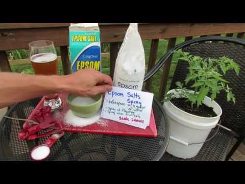 Why is Magnesium Sulfate or Epsom Salt Good For Tomato & Vegetable Plants: The Details! - TRG 2014