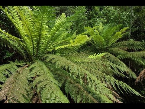 Tasmania - Paradise at the End of the World - The Secrets of Nature