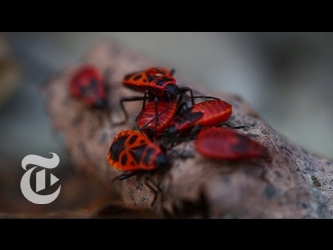 The Animals of Chernobyl | The New York Times