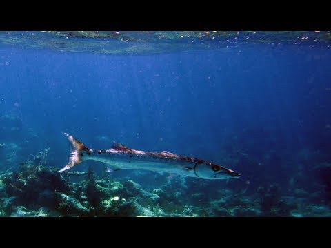 GoPro Marine Biology Bahamas (HD)