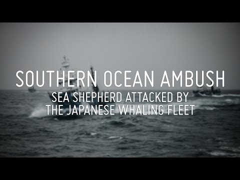 Southern Ocean Ambush - Sea Shepherd Attacked by Japanese Whaling Fleet