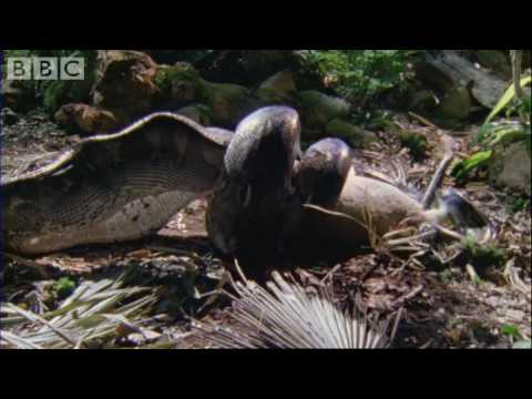 Attenborough: Fully Grown Python eating a Deer - Life in Cold Blood - BBC wildlife