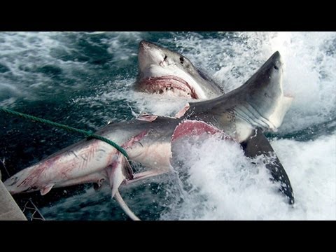 GREAT WHITE SHARK BITES SHARK IN HALF