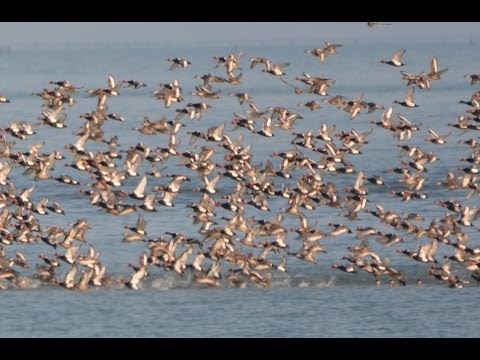 Red Crested and Common Pochard (12.01.2014)