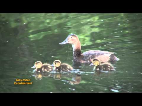 Tafelente mit Nachwuchs - Fuligule milouin avec jeunes pousses - Common Pochard with new blood