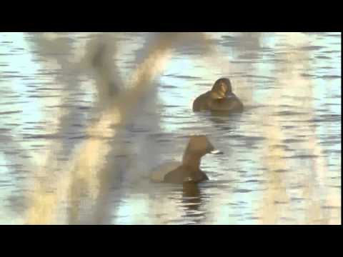 Tufted duck (Aythya fuligula) and preening common pochard (Aythya ferina)