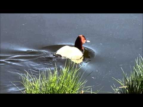 Brunand, Common Pochard