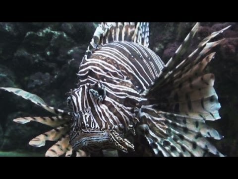 Lionfish invasion in the Atlantic Ocean