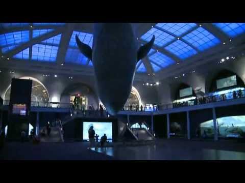 The American Museum of Natural History in New York City