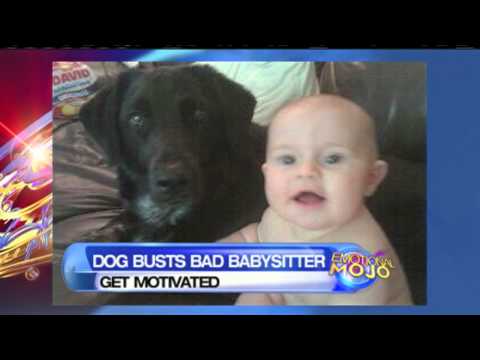 Dog Saved Baby From An Abusive Babysitter