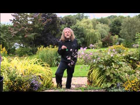 Robert Plant's ALS Ice Bucket Challenge