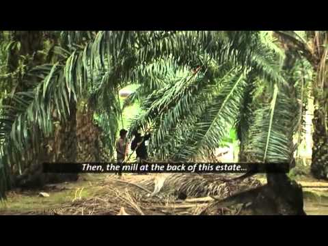 Life of an oil palm smallholder