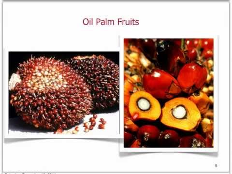 Extraction of Palm Oil