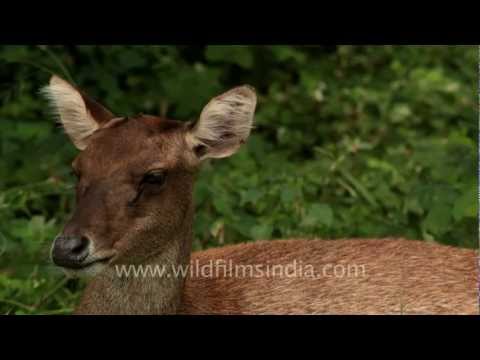 Mammals of Timor - Barking Deer, boar and bats!