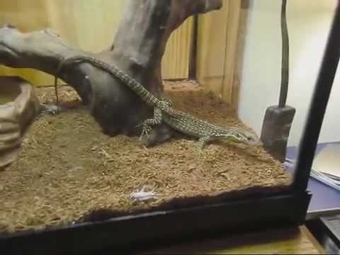 Timor Monitor Eating Crickets