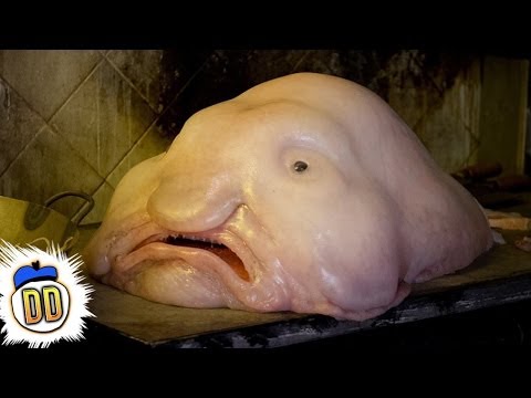 15 Scary Deep Sea Creatures