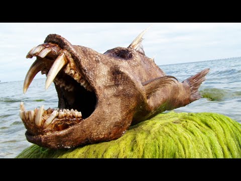 10 Most Bizarre Deep Sea Creatures