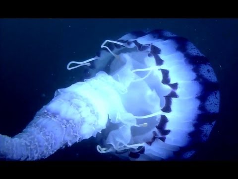 Beautiful Nature - Deep Sea 1080p HD