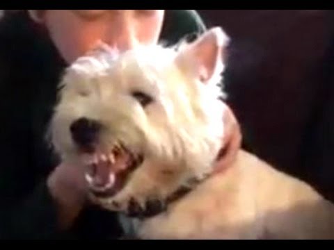 Funny Angry Dogs Barking And Growling Compilation 2014 - Dog Barking Videos