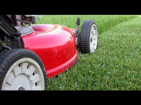 Grass, Turf grass, home lawn selection and different types of grasses