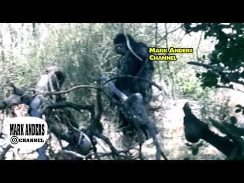 Bigfoot Texas Breaking News