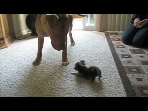 DOG FIGHT! Pitbull vs Chihuahua vs Cat