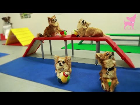 Cute chihuahua dog tricks and agility