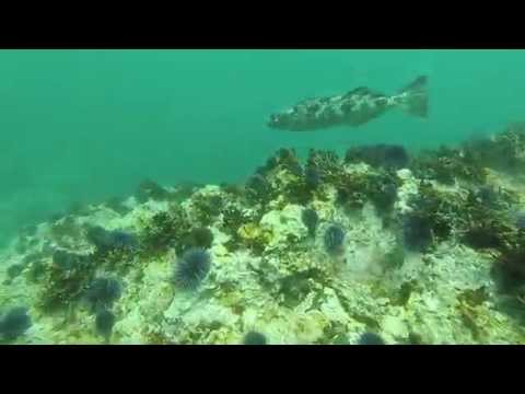 Mendocino Abalone Diving May 2014