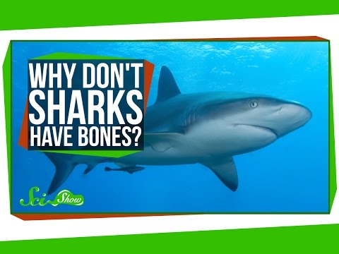 Why Don't Sharks Have Bones?