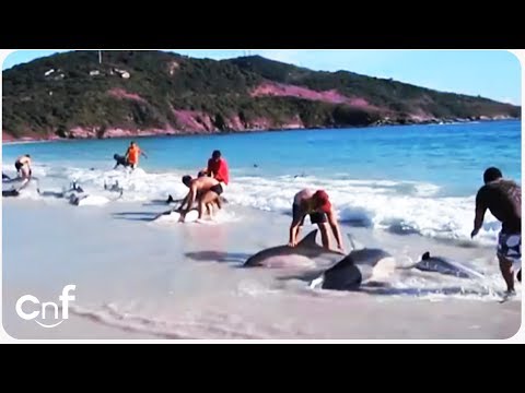 Incredible Dolphin Rescue - 30 Dolphins Stranded and Saved