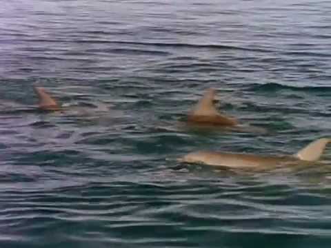 NOVA - Private Lives of Dolphins