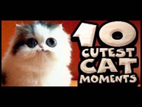 10 Cutest Cat Moments