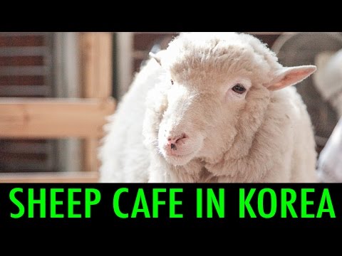 Sheep Cafe in Korea (KWOW#159)