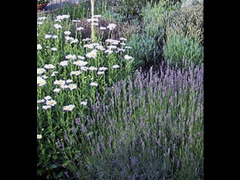 Tips for Growing Beautiful Lavender Plants from Greenwood Nursery