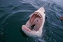 Great white shark, South Africa