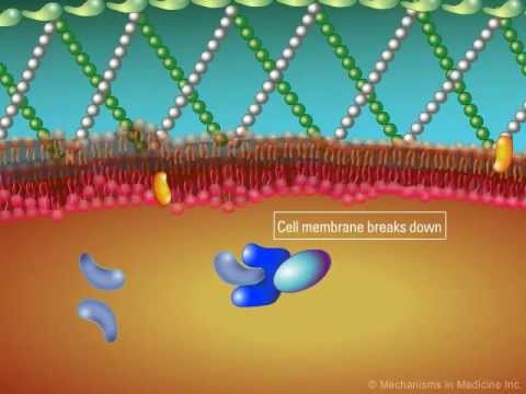 The Role of Azoles