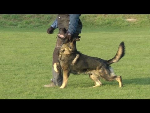 Urri z Kurimskeho haje - IPO Obedience Training - December 2013