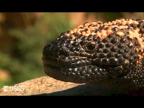 Gila Monster 2013 United States Geological Survey ( USGS )