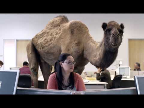 GEICO Hump Day Camel Commercial - Happier than a Camel on Wednesday