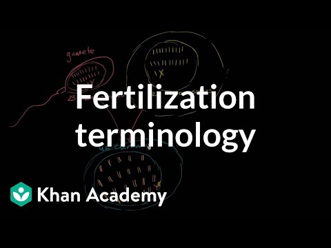 Fertlization terminology: gametes, zygotes, haploid and diploid