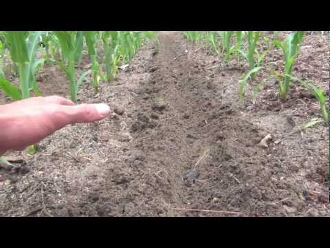 Corn: Fertilizing (Side Dressing)