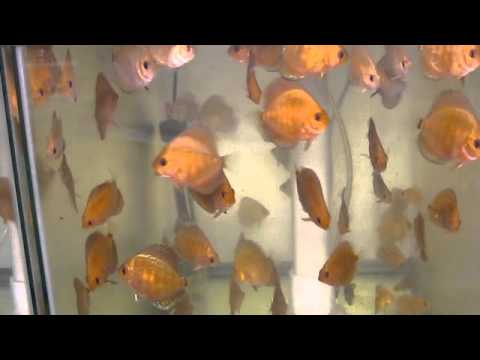 Discus Babies At Canadian Aqua Farm Hatchery